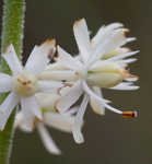 Coastal false asphodel